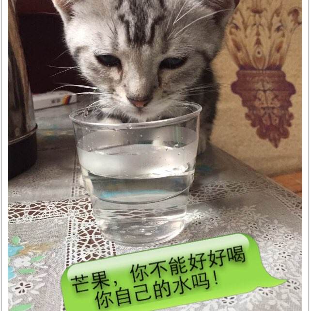 定制高仿旧金山艺术大学文凭毕业证